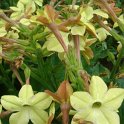 Nicotiana x sanderae 'Perfume Antique Lime'